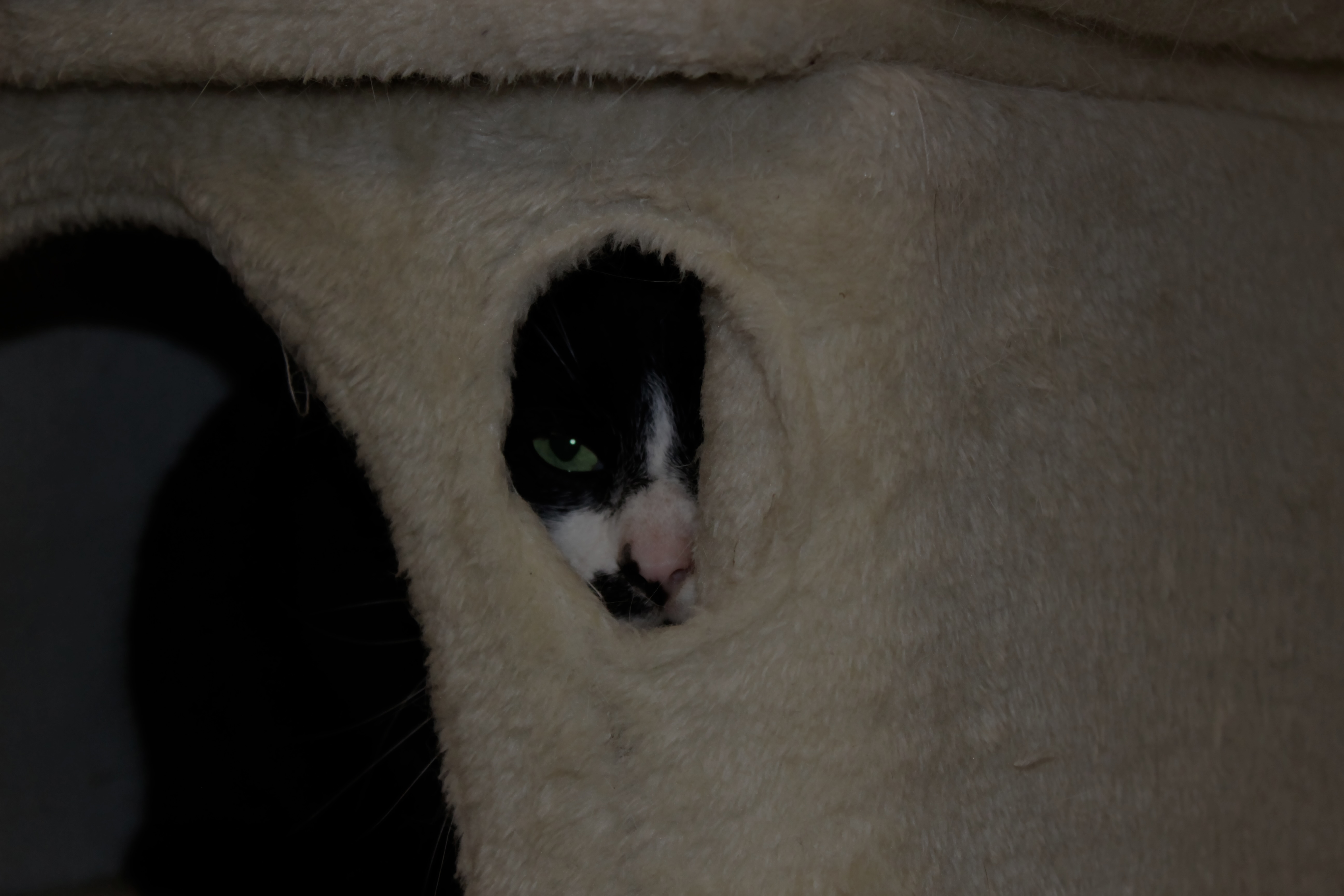 animaux