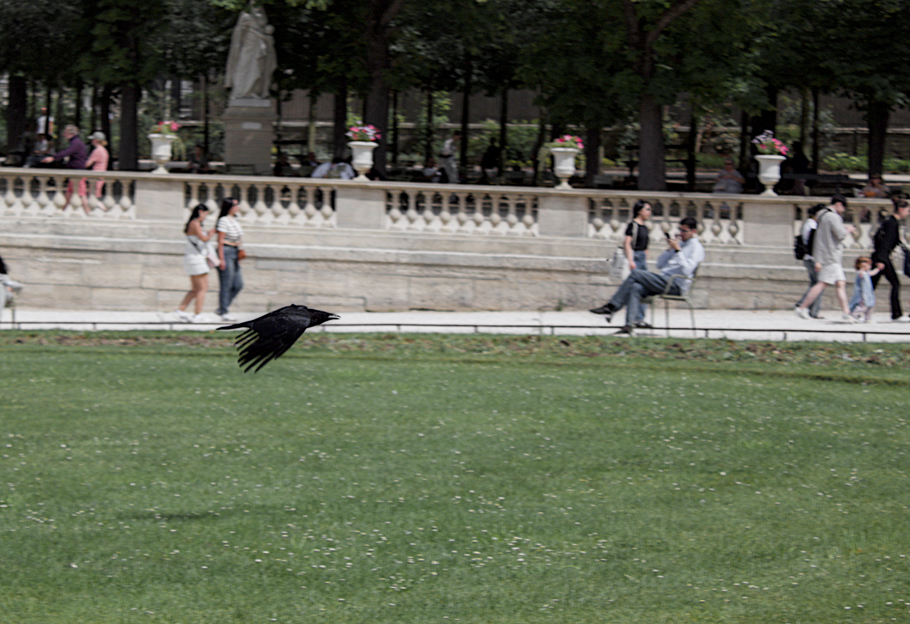 animaux